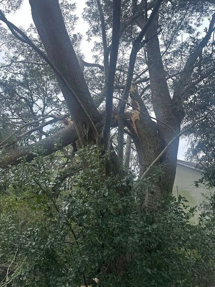 All Photos for All Around Guys Tree Service in Ocala, FL