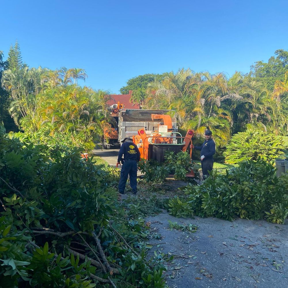 All Photos for Sam's Tree Service in Miami Beach,  FL