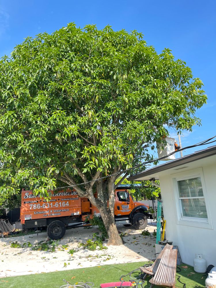 All Photos for Sam's Tree Service in Miami Beach,  FL