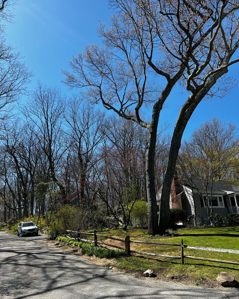 All Photos for Gold Coast Tree Experts in Nassau County, NY