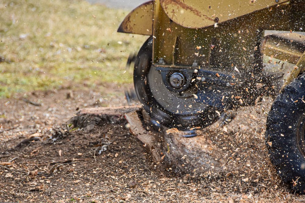 Our Stump Grinding service efficiently removes tree stumps, enhancing your landscape's aesthetics and safety. Our skilled team ensures a smooth, clear area ready for your next landscaping project. for Total Tree Service in Washington, NJ