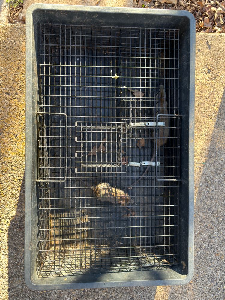 All Photos for The Critter Crew in DFW, TX