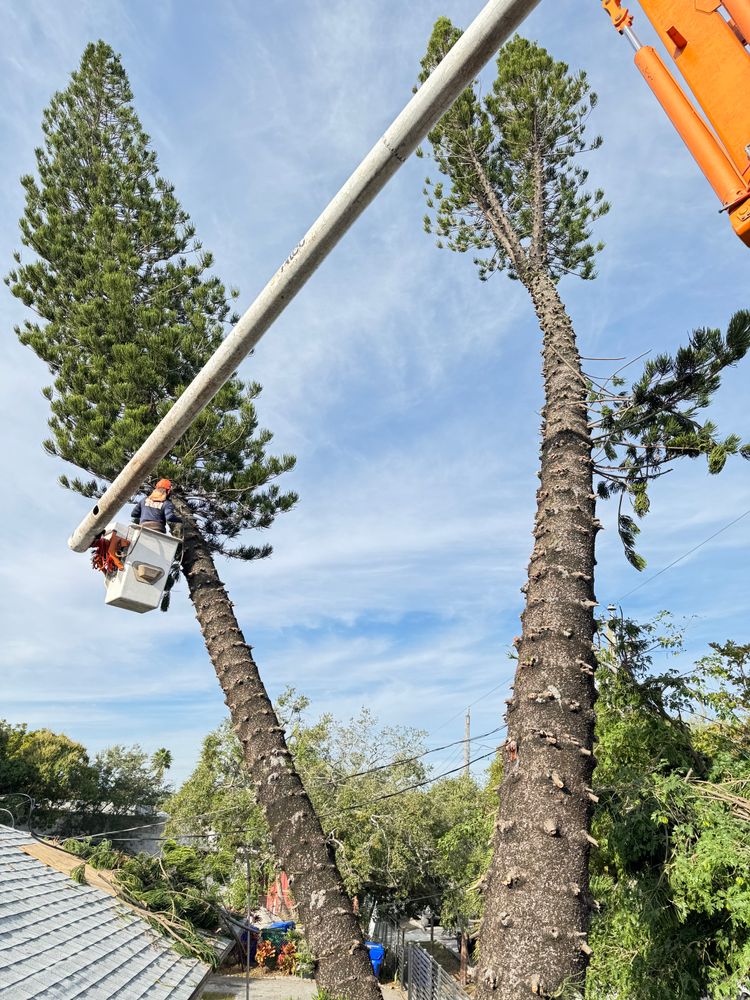 All Photos for Sam's Tree Service in Miami Beach,  FL