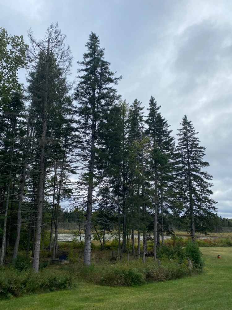 Tree Removal for Bear Creek Tree Service LLC in Rudyard, MI