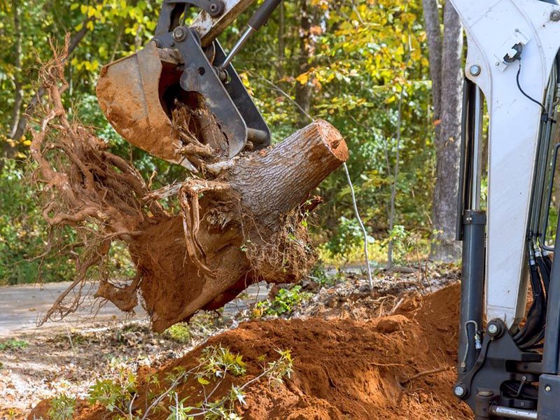 Our expert stump removal service ensures your yard is safe and clear. Enhance your landscape's beauty and functionality with professional care. for Powell Environmental Services in Deltona, FL