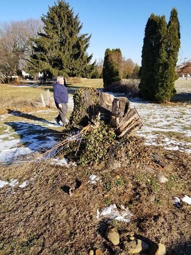 All Photos for Loockerman's Tree and Stump Removal in Dover, DE