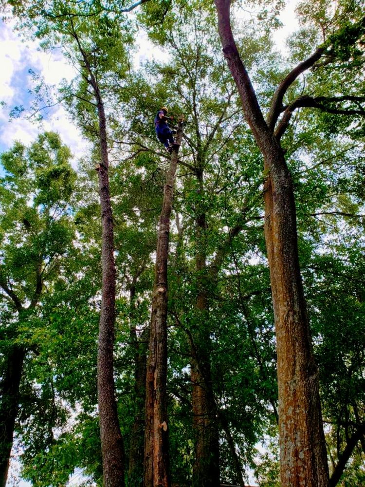 Tree Removal for The Third Day Land Management Company  in Tampa,  FL