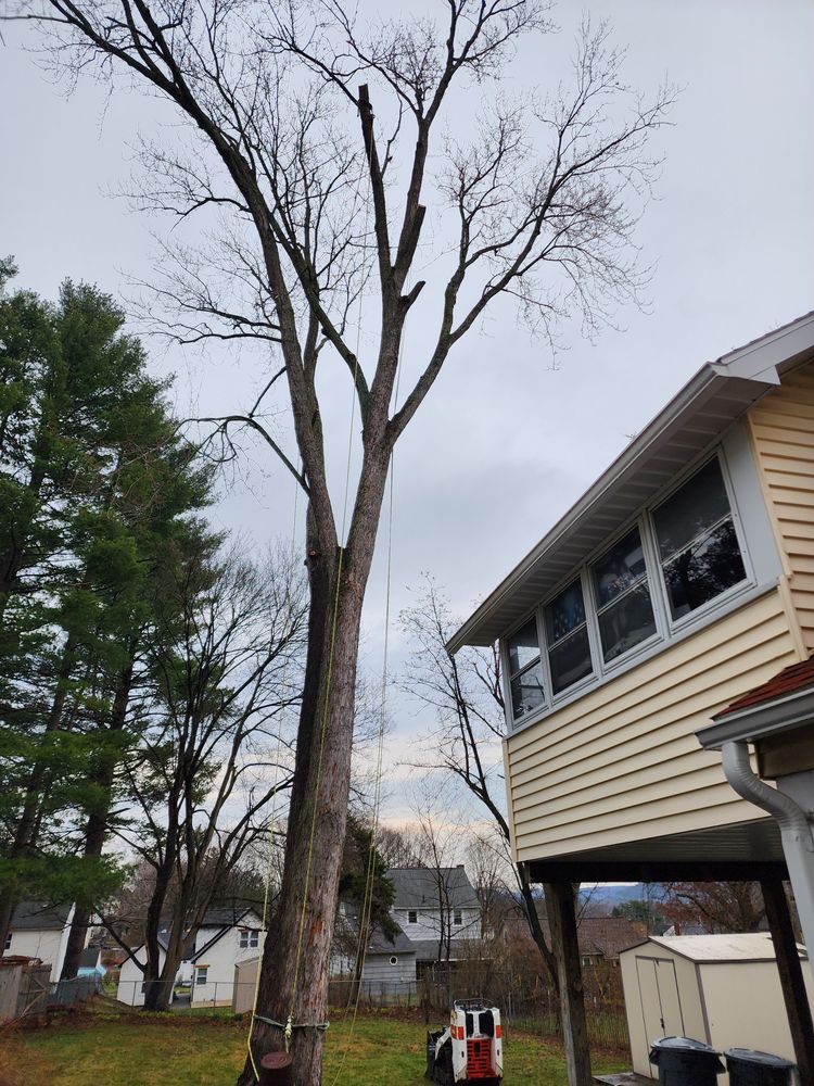 Tree Removal for Licensed to Cut Tree Service in Athens, PA