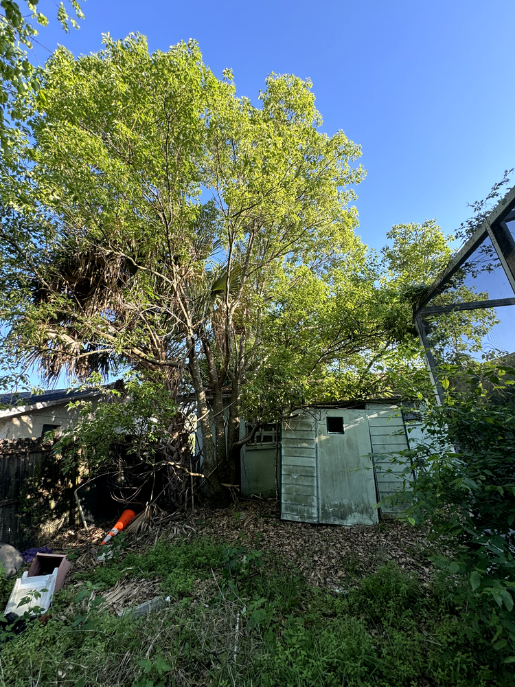 All Photos for Elevation Tree Service in Holiday, FL