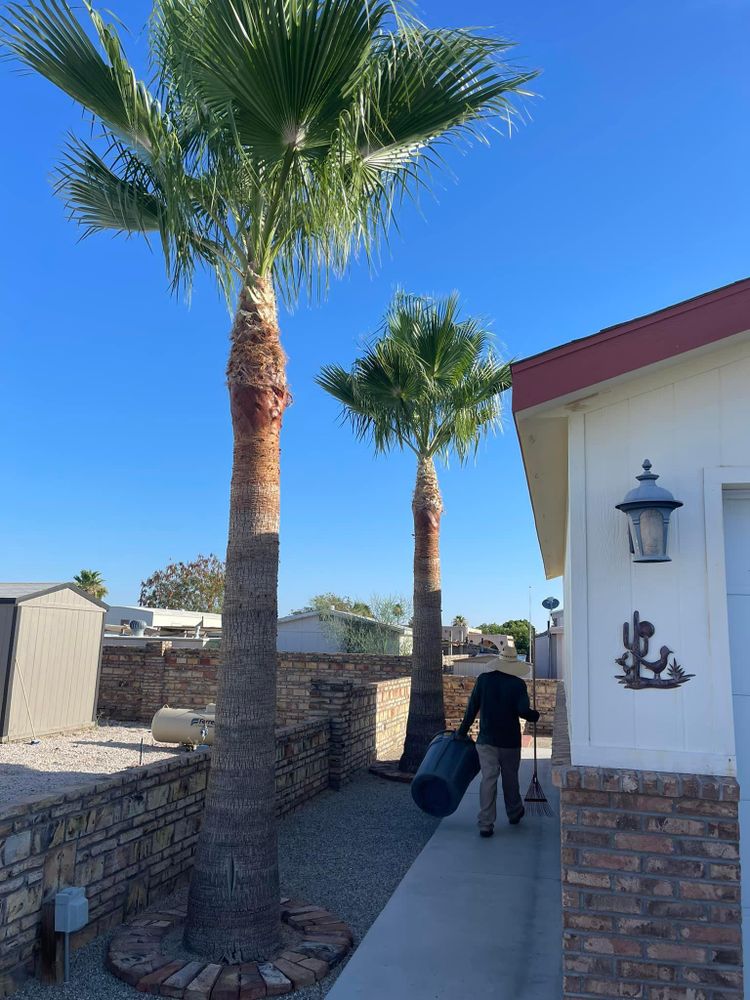 All Photos for Oliver L. Palm & Tree services in Yuma County, AZ