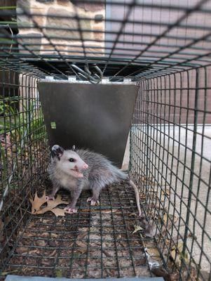 All Photos for Toppers Wildlife Removal in Garland, TX