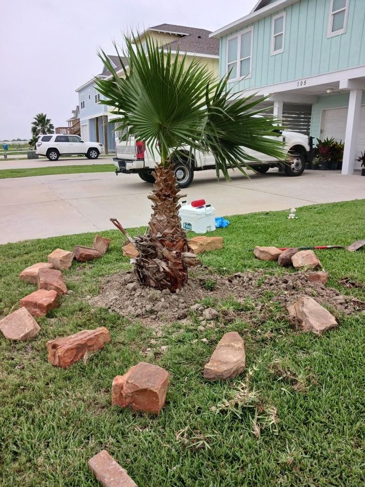 All Photos for CRM Palm & Landscaping in Rockport, TX