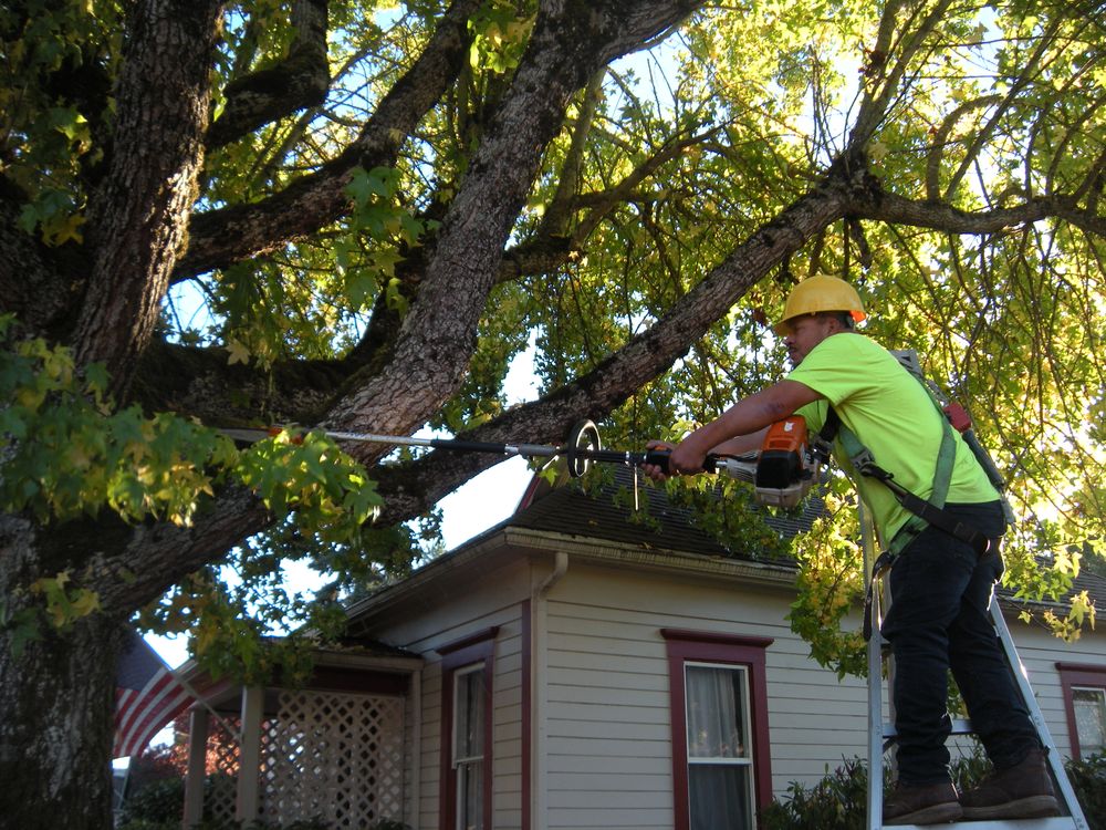 All Photos for Willamette Landscaping and Tree Services in Albany, OR