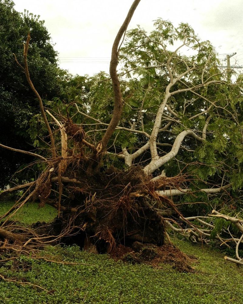 All Photos for Oakwood Tree Removal LLC in Oak Creek,  WI