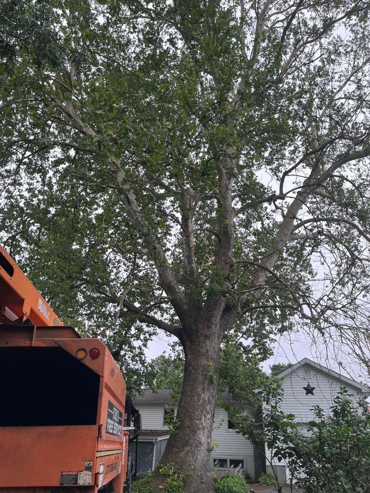 All Photos for Curtis Tree Service LLC in Hopkins County, KY
