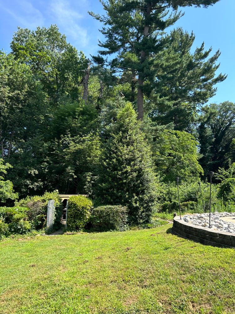 All Photos for Hingewood Tree Service in Salem, NJ