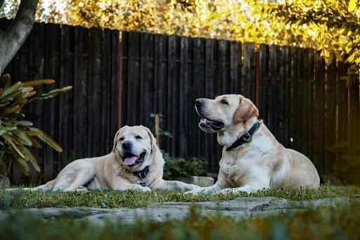 Our One-Time Cleanup service provides thorough pet waste removal for homeowners looking to refresh their outdoor space, ensuring a clean, safe environment free from any lingering odors or mess. for Poop Pals NH in Gilford, NH