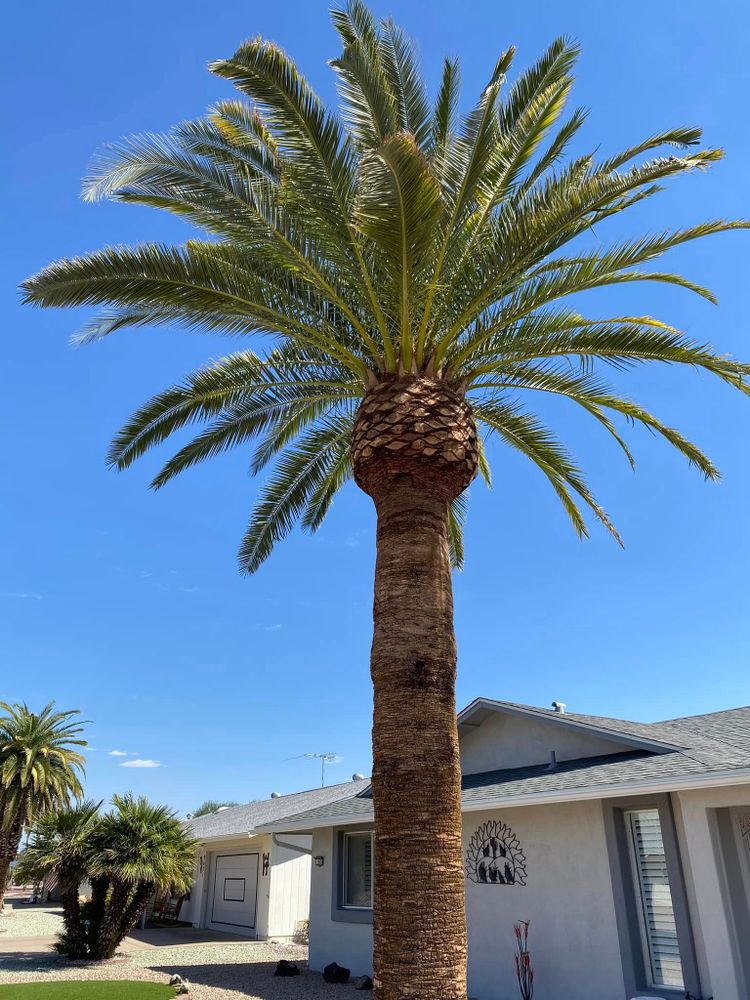 Hardscaping Landscaping for Ramirez Landscaping in El Mirage, AZ