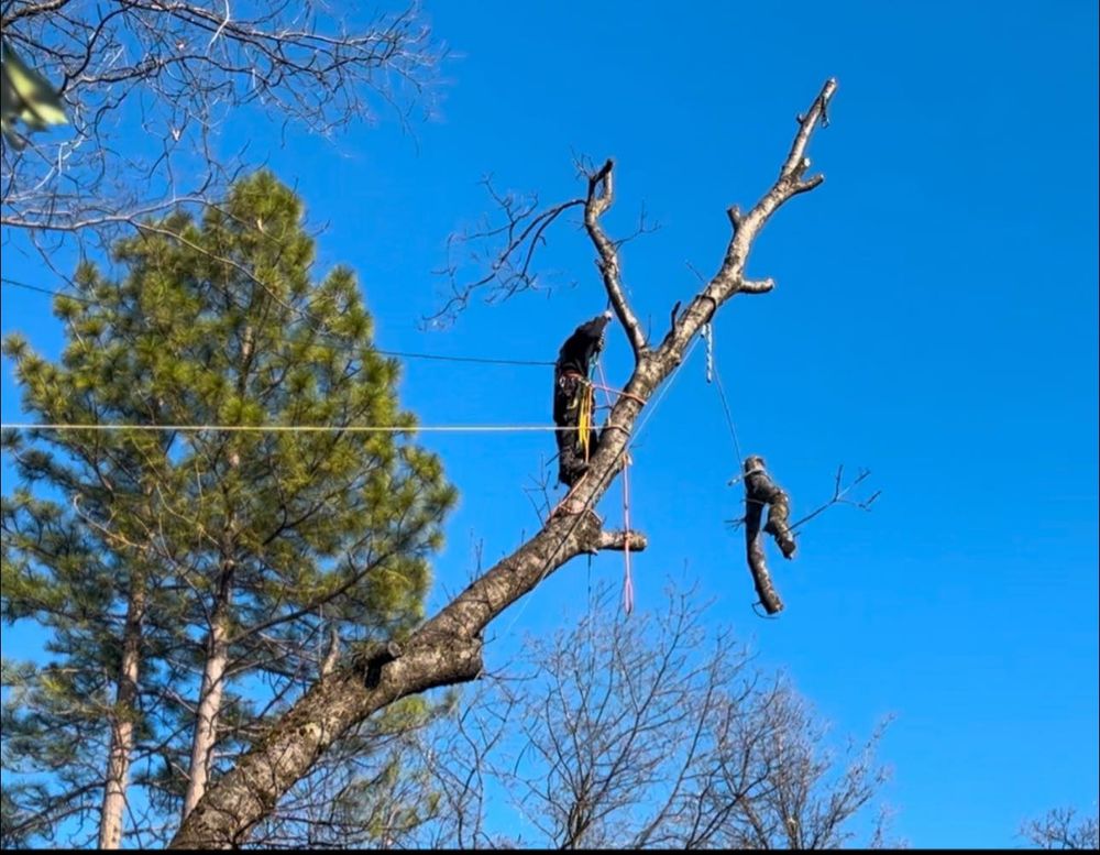 Tree Removal for Tyco Forest Management in Placerville, CA