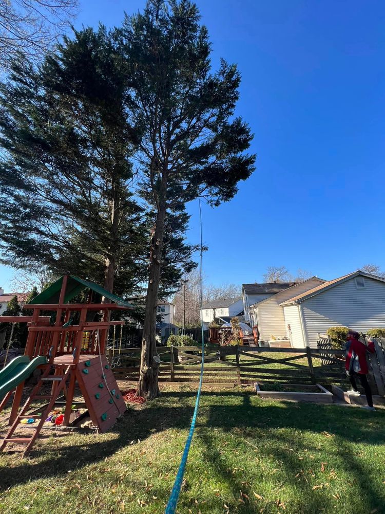 Tree Trimming and Removal for DIAZ TREE in Stafford, VA