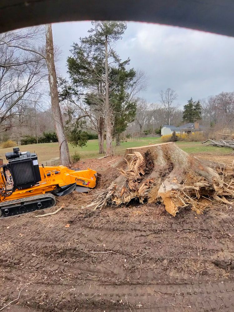 All Photos for Darbie's Tree Service in Newburg,  MD
