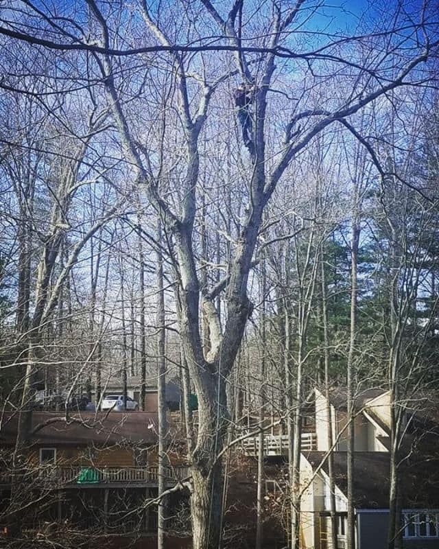 Tree Removal for Merriman's Tree Service in Nineveh,  IN