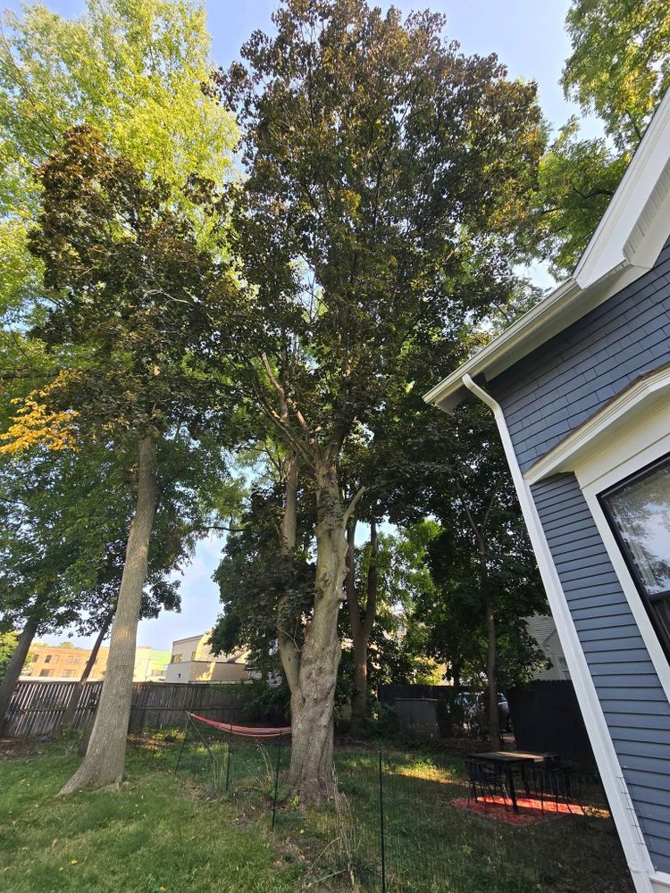 All Photos for D Hale Tree Service in Ann Arbor, MI