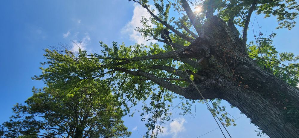 All Photos for Tree Fellers in Sumner County, TN