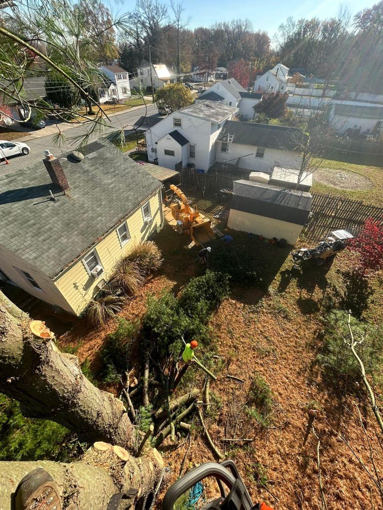 All Photos for Hingewood Tree Service in Salem, NJ