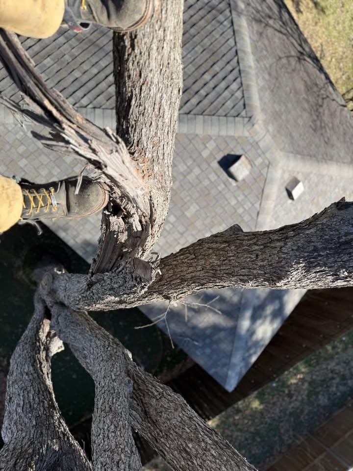 All Photos for Blu-J Tree Care in Arlington, TX