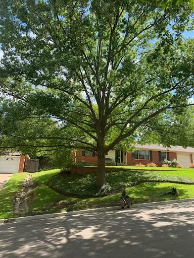 All Photos for TLC Professional Tree Service in Bedford, TX