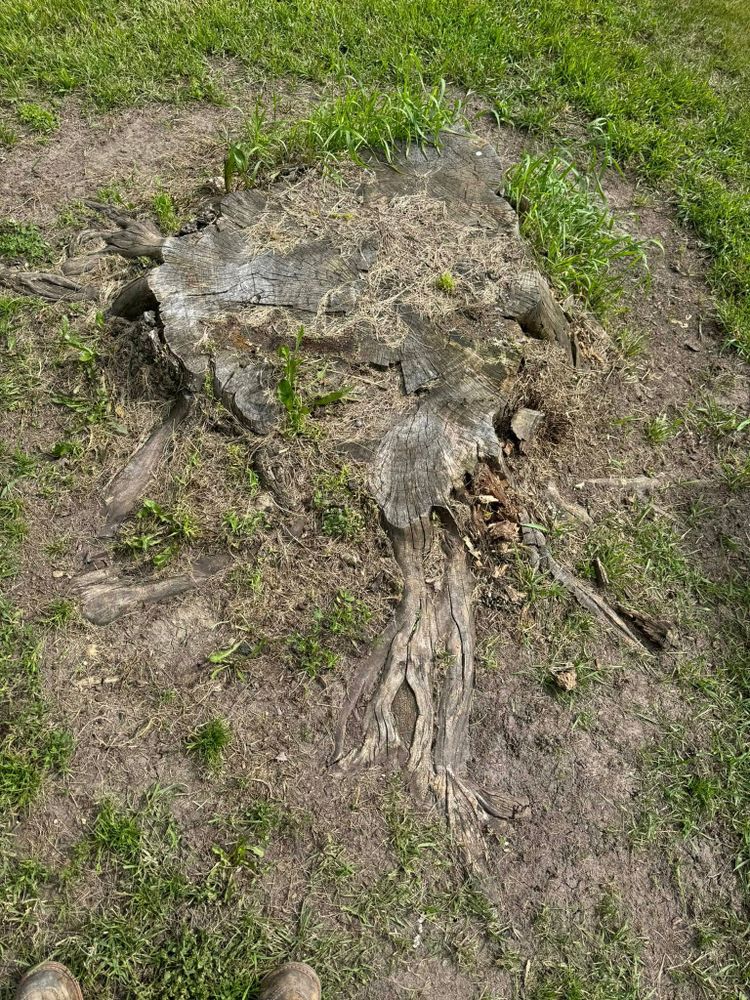 Land Clearing for RTK Co. Land Management in Raymond, MN