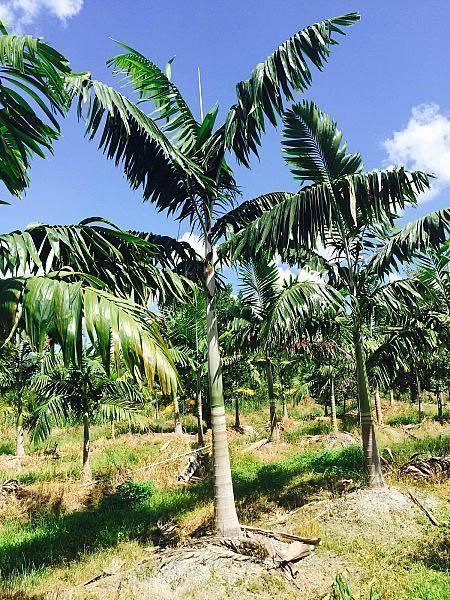 All Photos for Lawn Caring Guys in Cape Coral, FL