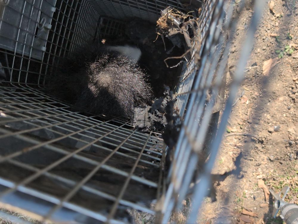 All Photos for Topper's Wildlife Removal in Garland, TX