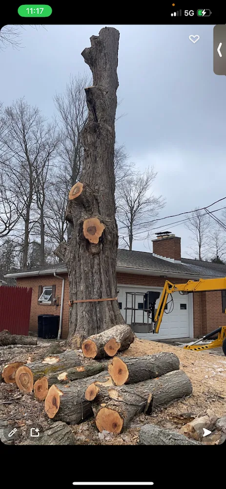 Tree Services for Mays Tree and Stump Removal in Alden, NY