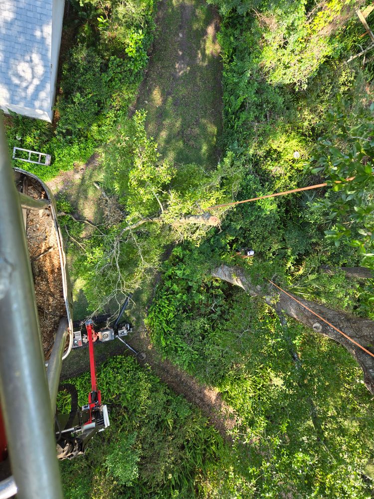 All Photos for Near Me Tree Service, Inc. in DeLand, FL