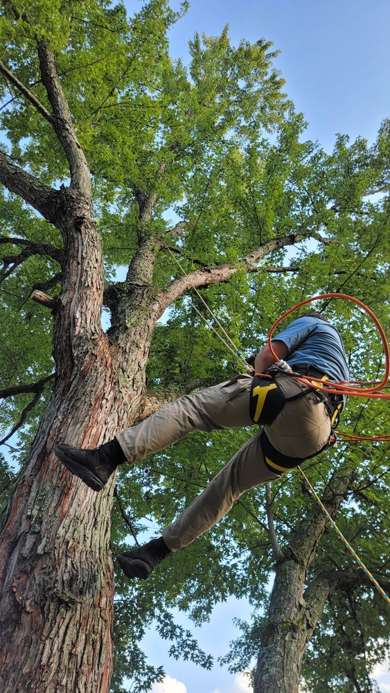 Our Tree Removal service offers efficient and professional assistance to homeowners by safely removing trees, ensuring the preservation of their property and maintaining a beautiful outdoor landscape. for Affordable Tree Service TN in White House, TN