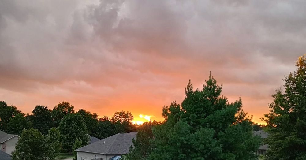 Tree Removal for Sky High Tree Service in Columbia, MO