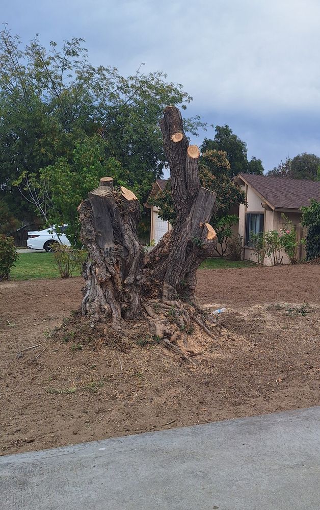 All Photos for Best Lawncare in Colton, CA