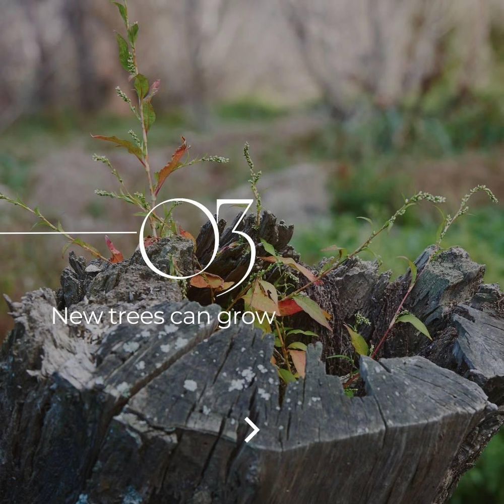 All Photos for Oakwood Tree Removal LLC in Oak Creek,  WI