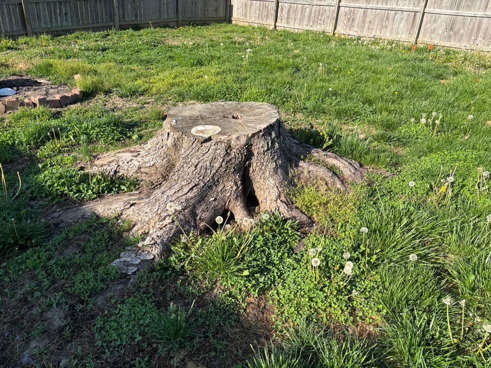 All Photos for Conrad's Stump Removal in Columbus, IN