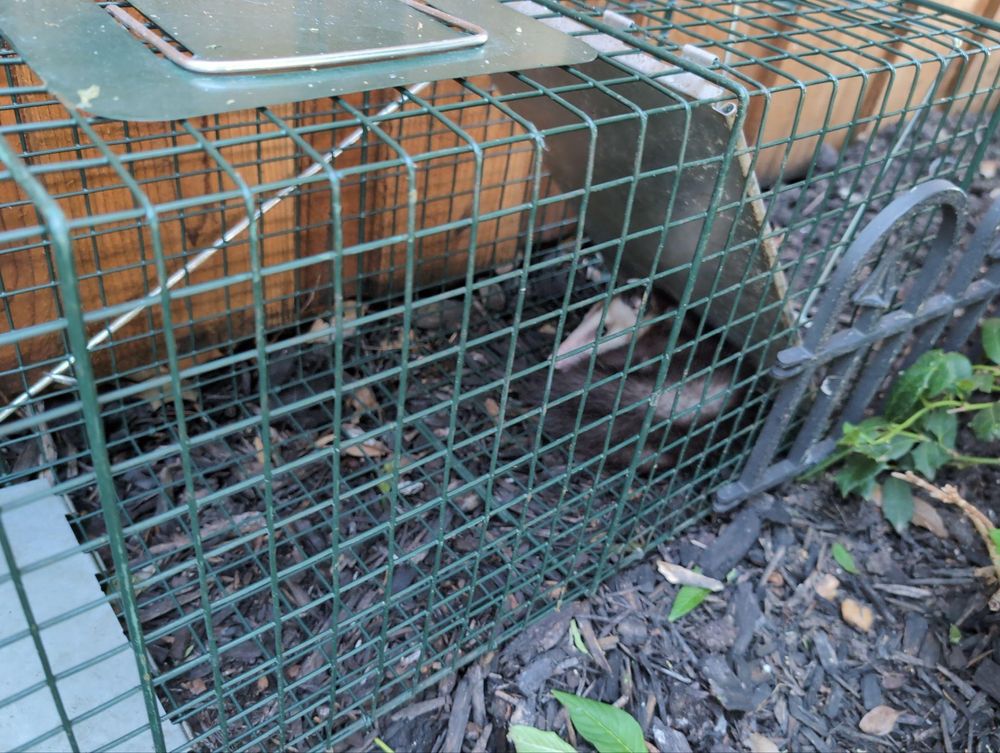 All Photos for Topper's Wildlife Removal in Garland, TX