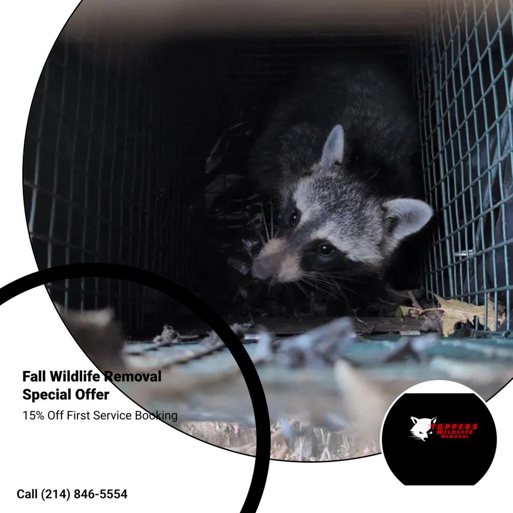 All Photos for Topper's Wildlife Removal in Garland, TX