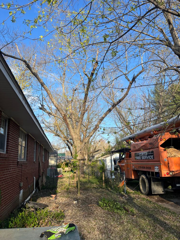 All Photos for Curtis Tree Service LLC in Hopkins County, KY