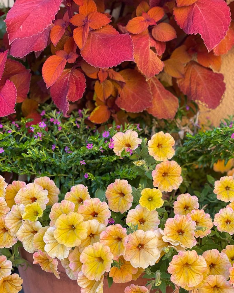 All Photos for Courtney Lewis Landscape Design in Portland, OR
