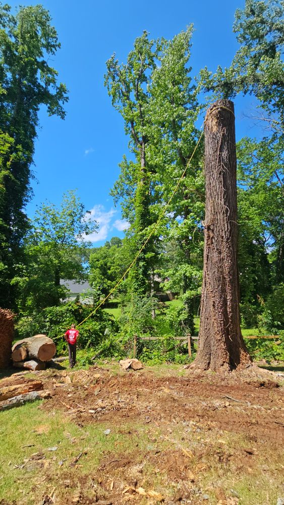 All Photos for Sasquatch Tree Services LLC in Spartanburg, SC