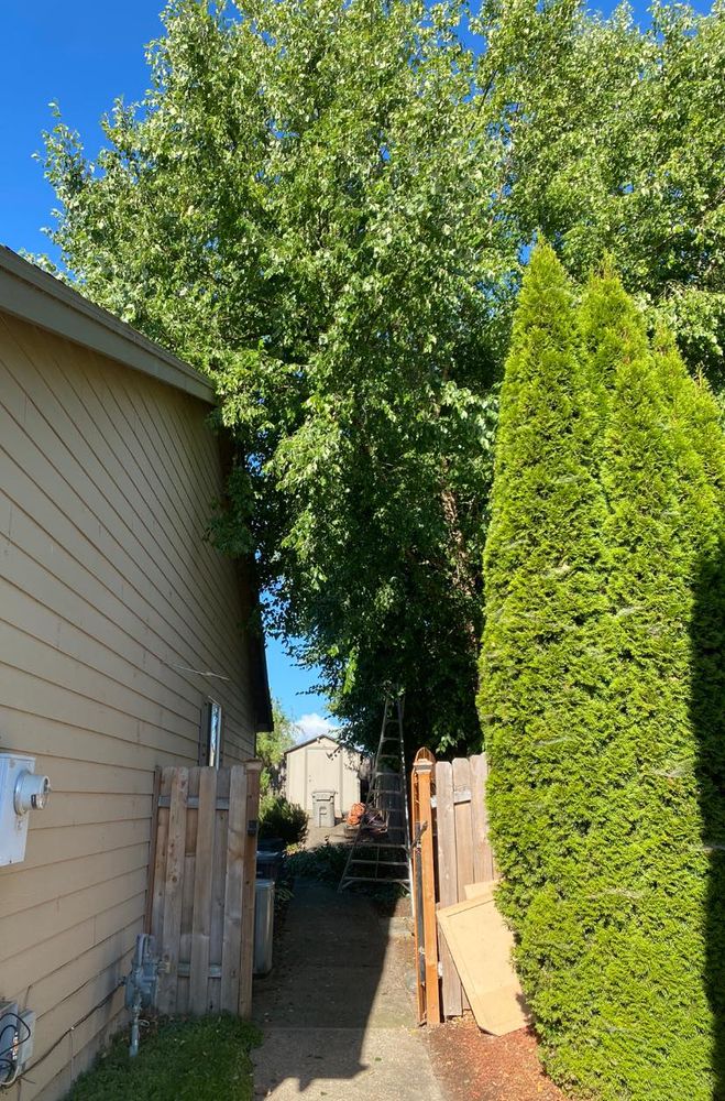 Landscaping for Willamette Landscaping and Tree Services in Albany, OR