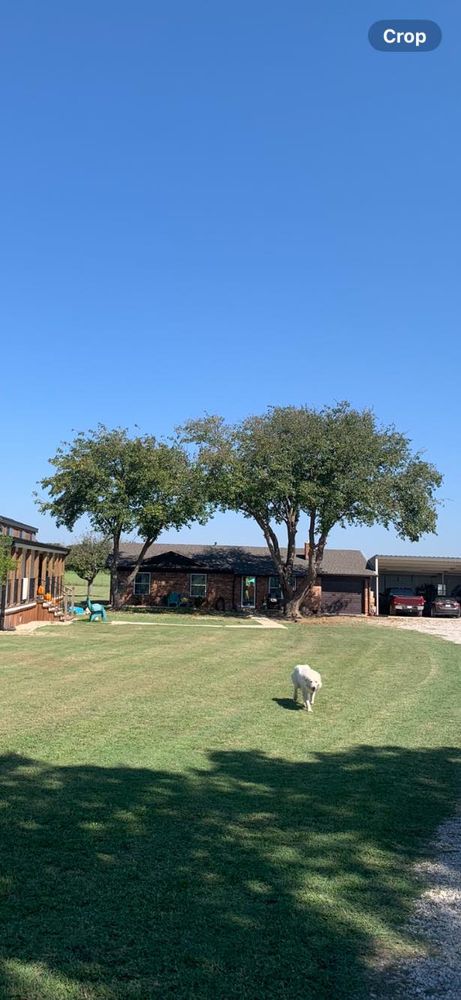 Tree Removal for Rollins Tree Service in Eastland, TX