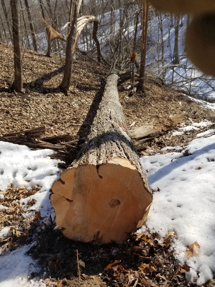 Logging for Pure Iowa Logging in Cedar Rapids, Iowa