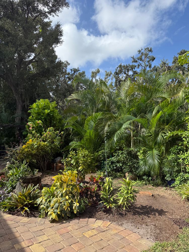 Tree Removal for Damian’s Tree Care in Sarasota, FL